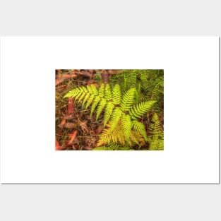 The Fern .. Nature's Awesome Design Posters and Art